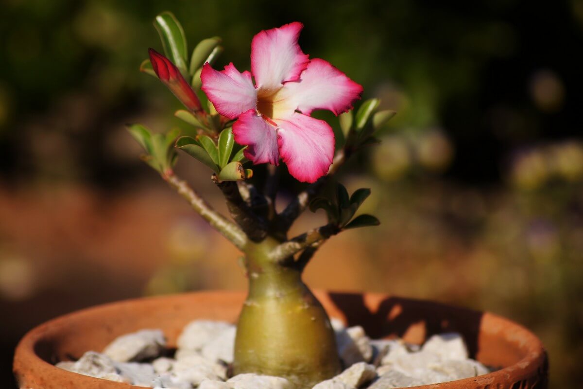 Guía Completa sobre Bonsái Adenium Obesum: Cuidados y Consejos Clave